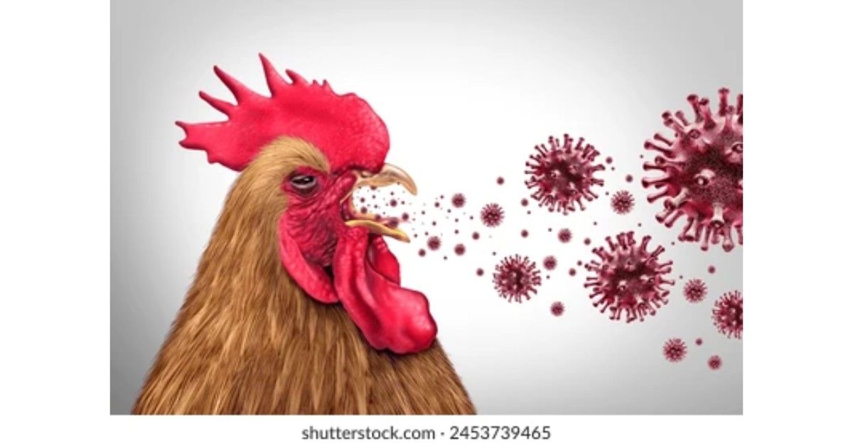 Bird Flu Outbreak in Nagpur at poultry hatchery with infected zone declared and culling operations underway